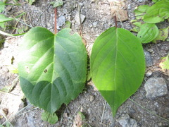 Actinidia polygama