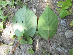 Actinidia polygama