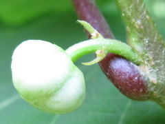 Actinidia polygama