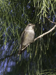 Calypte anna