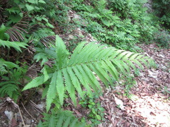Pentarhizidium orientale