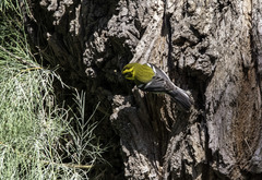 Setophaga townsendi
