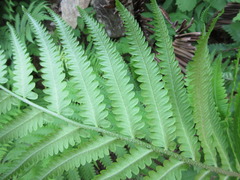 Pentarhizidium orientale