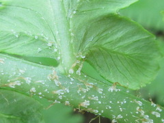 Pentarhizidium orientale