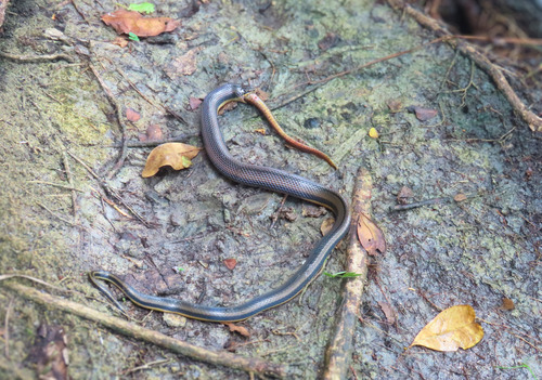 Five-striped Snake