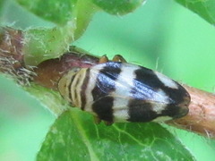 Mesoptyelus nigrifrons