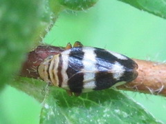 Mesoptyelus nigrifrons