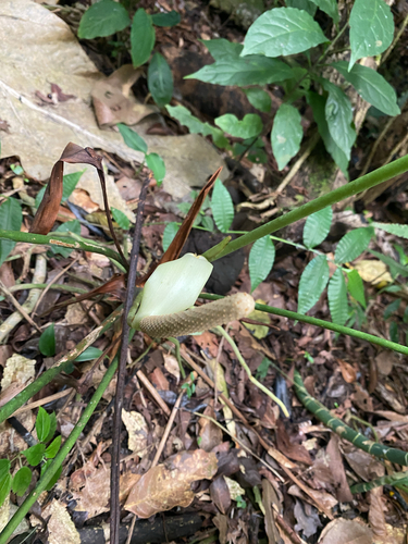Anthurium tilaranense, photograph 2
