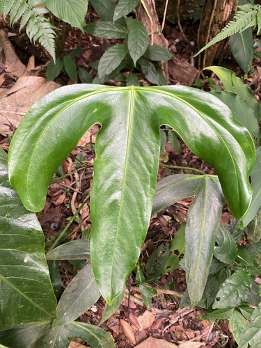 Anthurium tilaranense, photograph 1