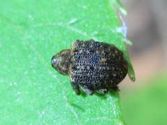 Stereonychus thoracicus