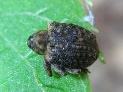 Stereonychus thoracicus