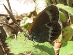 Coenonympha hero