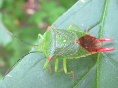 Acanthosoma labiduroides