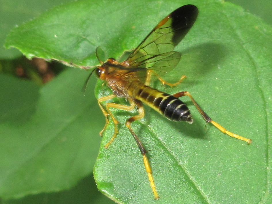 Propodea