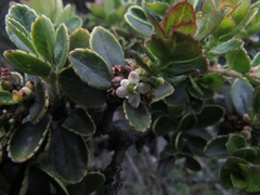 Ilex kunthiana