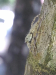 Menemerus bivittatus