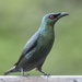 Asian Glossy Starling - Photo (c) John Clough, some rights reserved (CC BY-NC), uploaded by John Clough