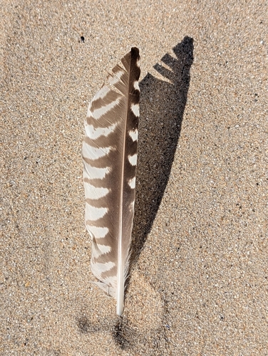Plume de Courlis cendré