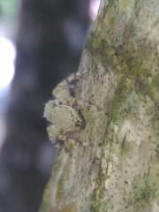 Menemerus bivittatus