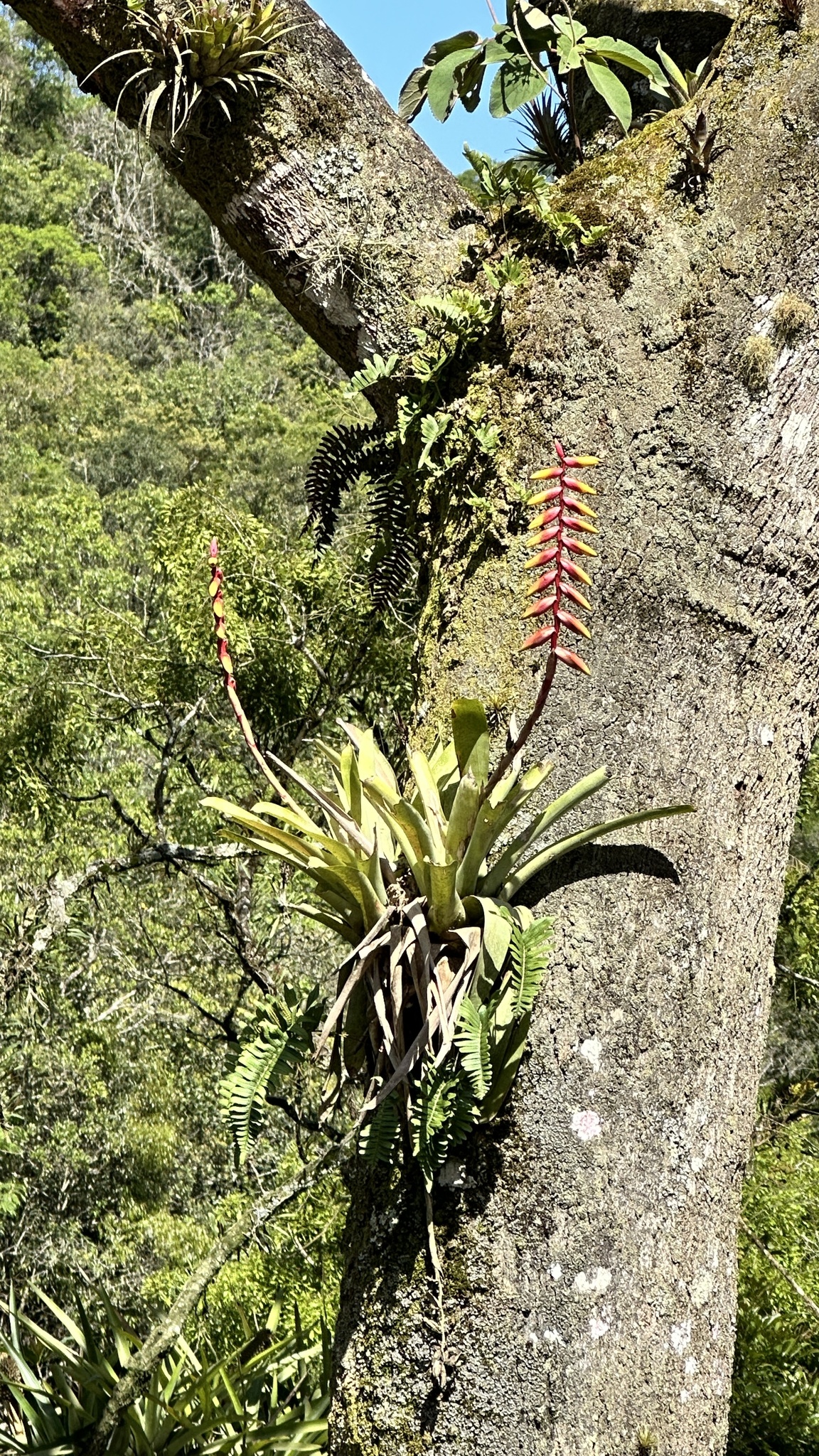 Vriesea platynema