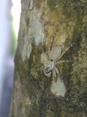 Menemerus bivittatus