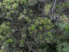 Ilex kunthiana
