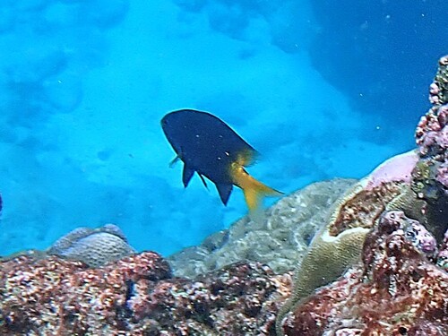 Stegastes insularis observed 2025-11-07