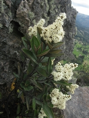 Miconia squamulosa