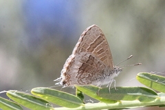 Theclinesthes miskini