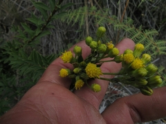 Pentacalia