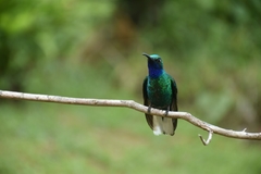 Campylopterus ensipennis