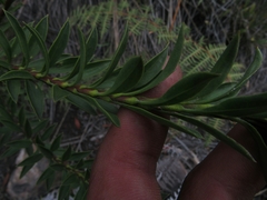 Pentacalia