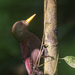 Maroon Woodpecker - Photo (c) John Clough, some rights reserved (CC BY-NC), uploaded by John Clough