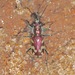 Crimson Saltflat Tiger Beetle - Photo (c) Laura Gaudette, some rights reserved (CC BY), uploaded by Laura Gaudette