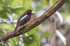 Cymbirhynchus macrorhynchos