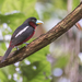Black-and-red Broadbill (Malayan) - Photo (c) John Clough, some rights reserved (CC BY-NC), uploaded by John Clough