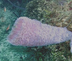 Callyspongia plicifera