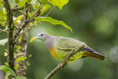 Pink-Necked Green Pigeon photo 1