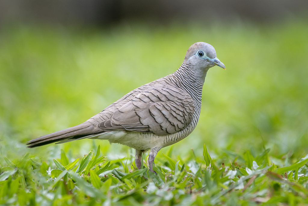 Barred Dove (Geopelia maugeus) photo