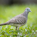 Zebra Dove - Photo (c) John Clough, some rights reserved (CC BY-NC), uploaded by John Clough