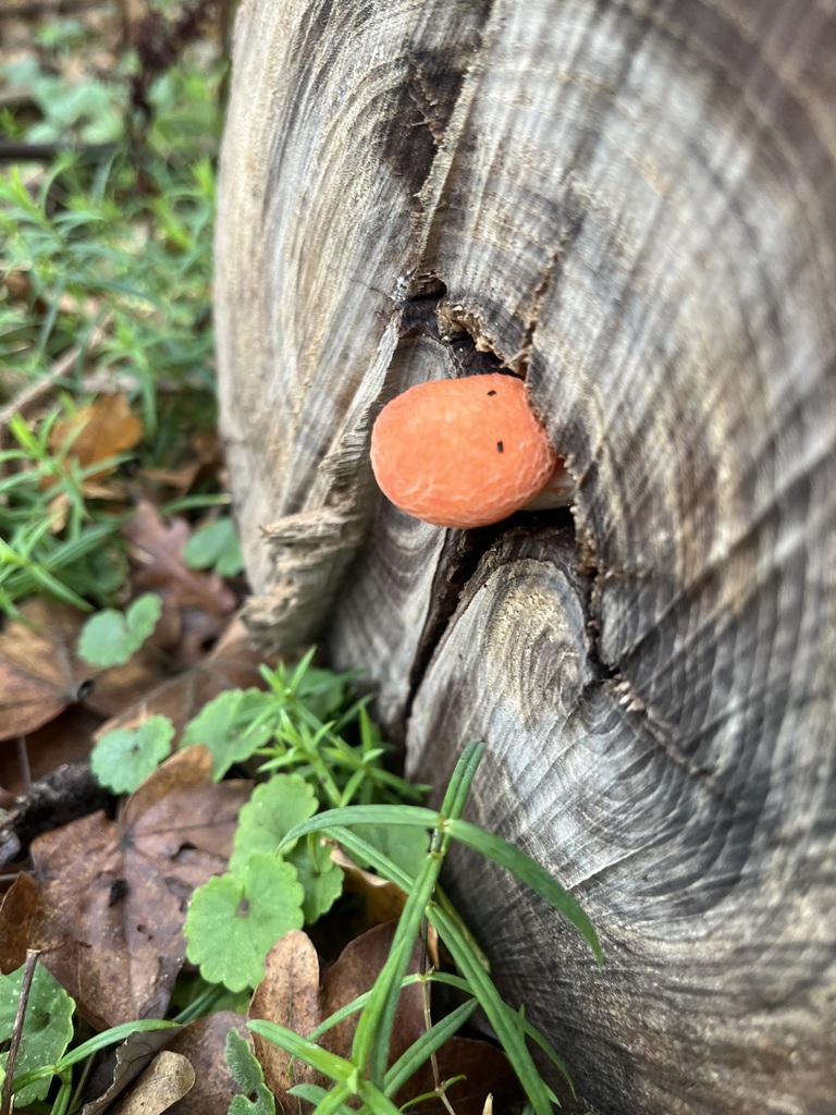 Rhodotus palmatus · November 2025 · photo: © chobey (iNaturalist, cc0)