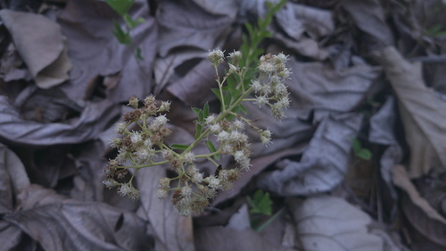 Baccharis trinervis, photograph 6