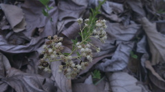 Baccharis trinervis, photograph (c) Raúl A. Ruiz M., some rights reserved (CC BY)
