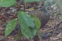 Polyplectron malacense