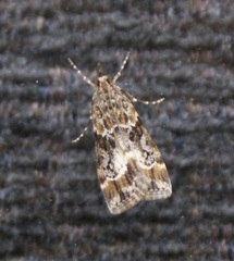 Eudonia legnota