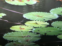 Rhyothemis phyllis