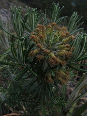 Linochilus rosmarinifolius