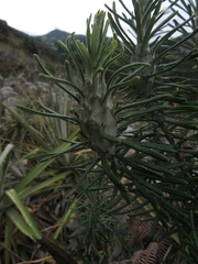 Linochilus rosmarinifolius