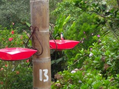 Uranomitra franciae franciae