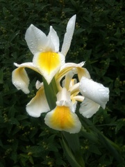 Iris orientalis